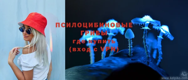 прущие грибы Бердск